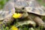 100 Tortoise Food Seeds Complete Mix UK Native Plants Grow Your Own Reptile Food