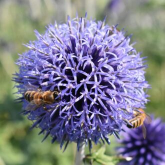 30 Blue Pom Pom Thistle Seeds UK Native Globe Echinops Perrenial Border Flower
