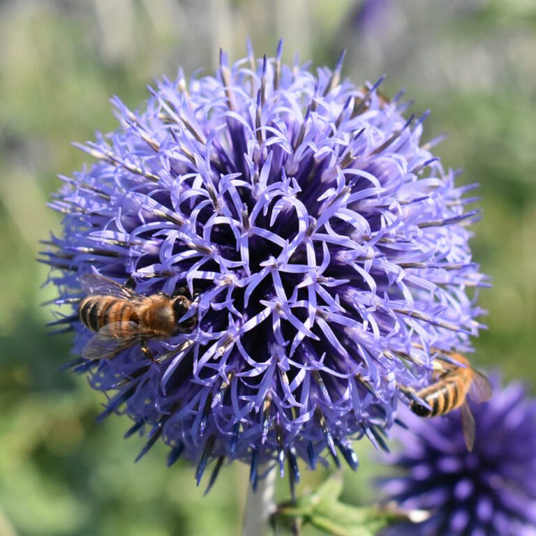 30 Blue Echinops Pom Pom Thistle Seeds - Welldales