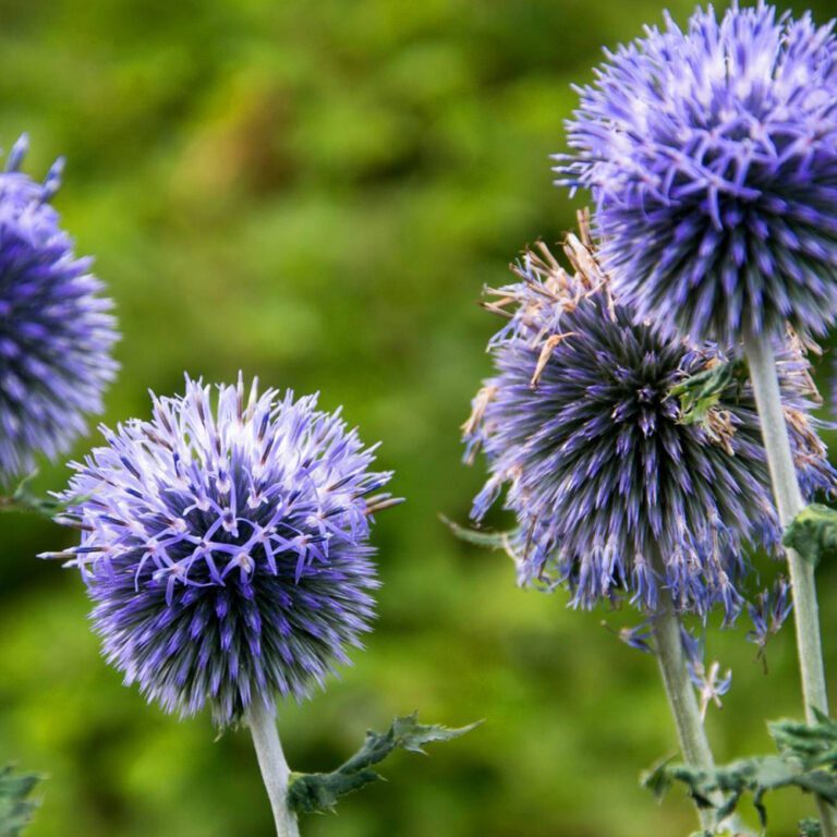 30 Blue Echinops Pom Pom Thistle Seeds Welldales
