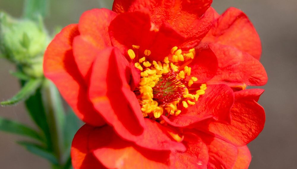30 Mrs Bradshaw Cottage Garden Seeds UK Native Scarlet Geum Perennial Pot Flower