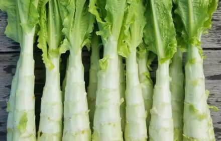 50 Chinese Stem Lettuce Seeds Long Tender Asian Celtuce Exotic Vegetable Plants 2