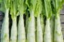 50 Chinese Stem Lettuce Seeds Long Tender Asian Celtuce Exotic Vegetable Plants 2