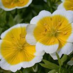 50 Dwarf Poached Egg Plant Seeds