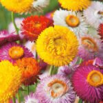50 Mixed Giant Strawflower Seeds