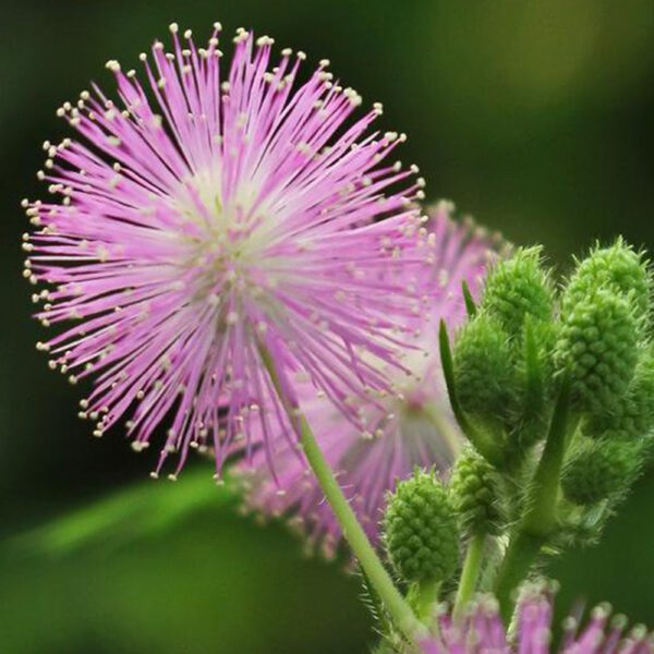 50 Touch Me Not Mimosa Seeds UK Pudica Sensitive Plant Annual Creeping Flowers 5