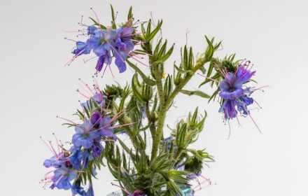 50 Wild Vipers Bugloss Seeds British Meadow Wildflower Blue Echium Vulgare Plant 3