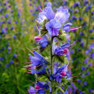 50 Wild Vipers Bugloss Seeds British Meadow Wildflower Blue Echium Vulgare Plant