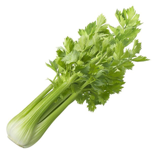 100 Giant Utah Celery Seeds UK Weather Hardy Biennial Stem Vegetable To Plant 3