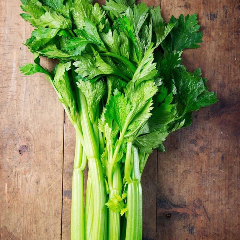 100 Giant Utah Celery Seeds Welldales