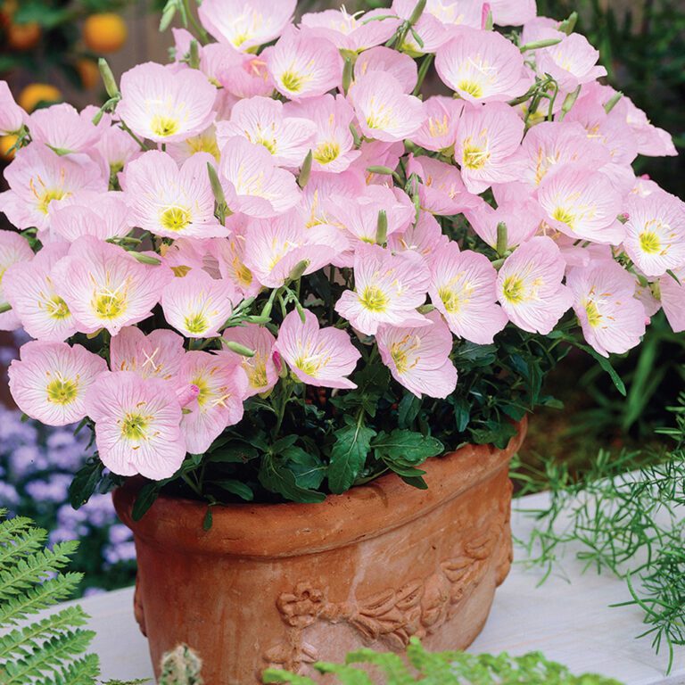Window Colour Primrose 100 Pink Evening Primrose Seeds - Welldales