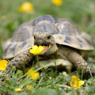 100 Tortoise Food Seeds Complete Mix UK Native Plants Grow Your Own Reptile Food