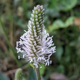 50 British Ribwort Plantain Seeds Native Grassy Meadow Wildflower Tortoise Food 2