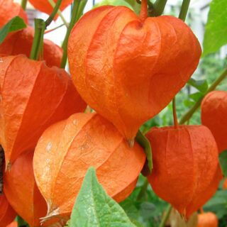 30 Giant Chinese Lantern Seeds Heirloom Physalis Exotic Flower to Plant & Grow 2