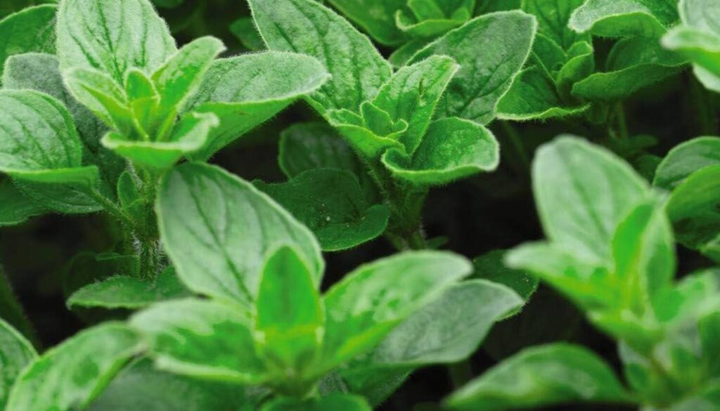 How to Sow Sweet Oregano Seeds - Welldales