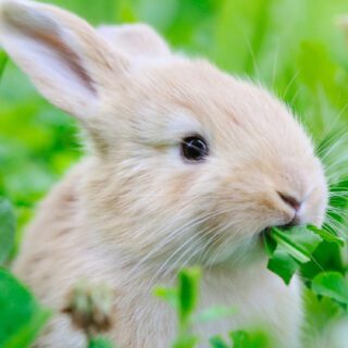 100 Complete Mix Rabbit Food Seeds UK Native Grass Mix Grow Your Own Animal Food 2