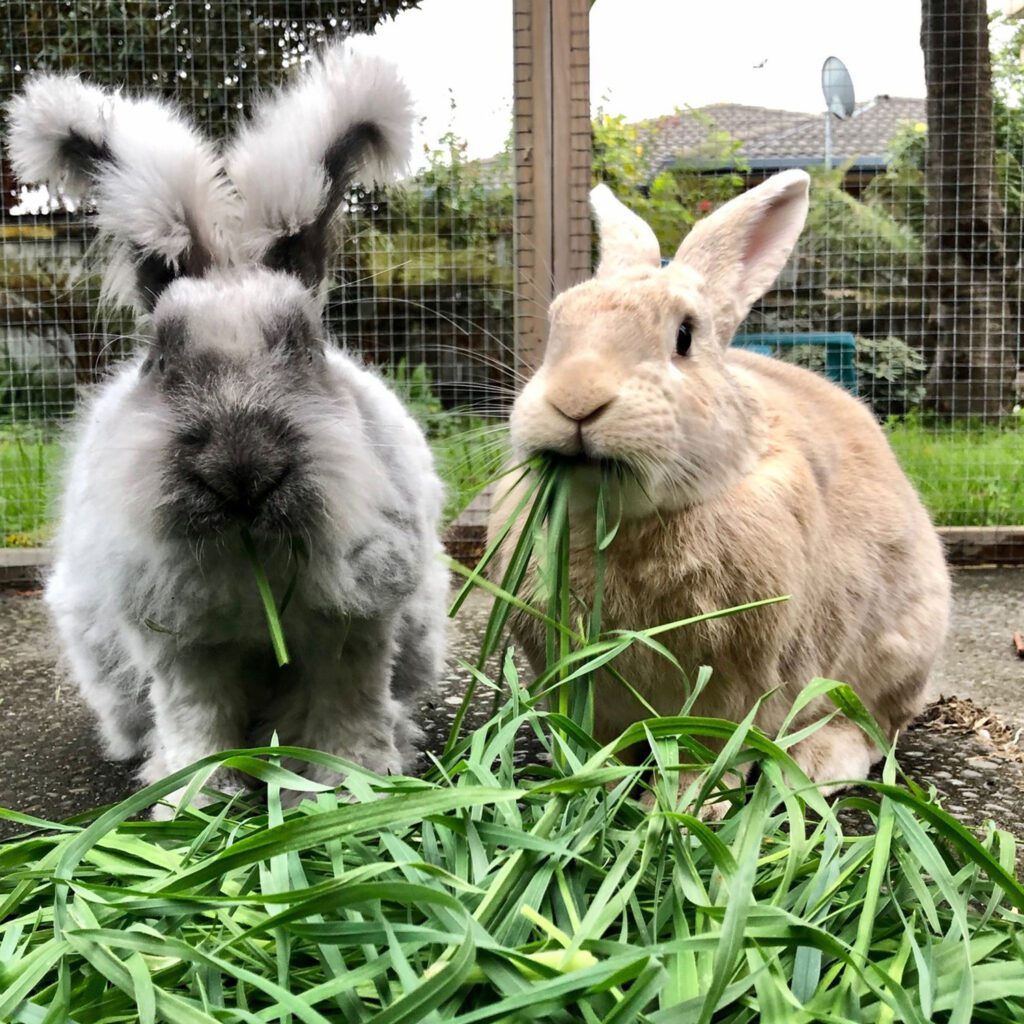 100 Complete Mix Rabbit Food Seeds - Welldales