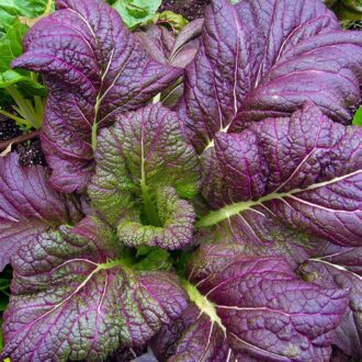 100 Red Giant Mustard Seeds Fast Growing Leafy Kitchen Vegetable Herb Pot Plant 7