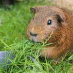360 Guinea Pig Timothy Grass Hay Seeds 3G