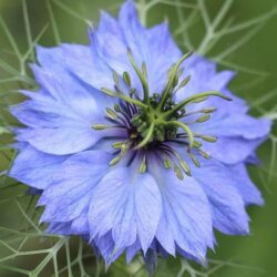 50 Pastel Blue Love in a Mist Nigella Seeds Damascena Grow UK Annual Flowers 4