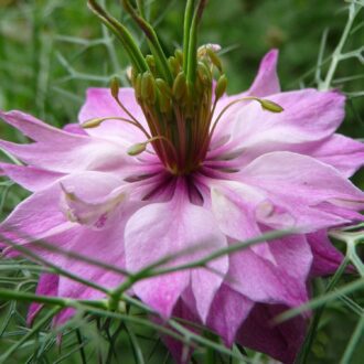 50 Pastel Pink & Rose Love in a Mist Seeds Nigella Mulberry Rose Flowers to Grow - 1
