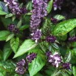 50 Spicy Basil Seeds Purple Cinnamon