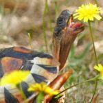 100 Gourmet Clover Mix Tortoise Food Seeds