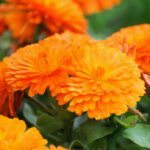 50 British Orange Giant Calendula Pot Marigold Seeds