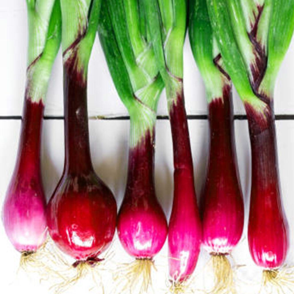 50 Winter British Red Spring Onion Seeds - Welldales