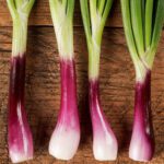 50 Winter Red Welsh Onion Seeds
