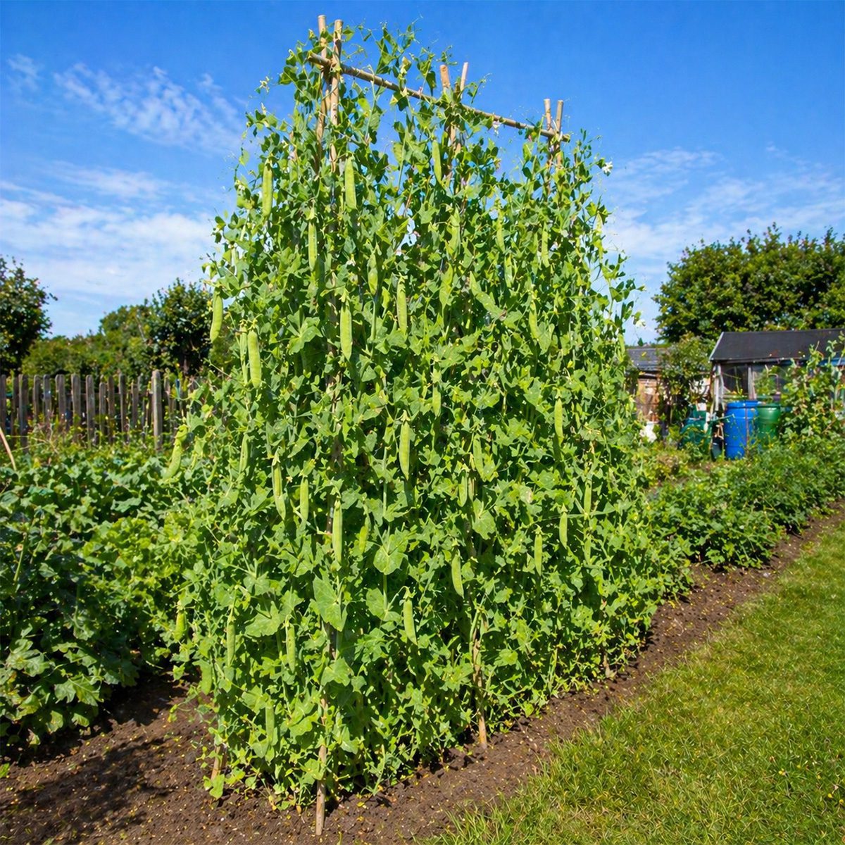 10 Giant Tall Climbing Pea Seeds UK Alderman Heirloom Main Crop Garden Vegetable 2