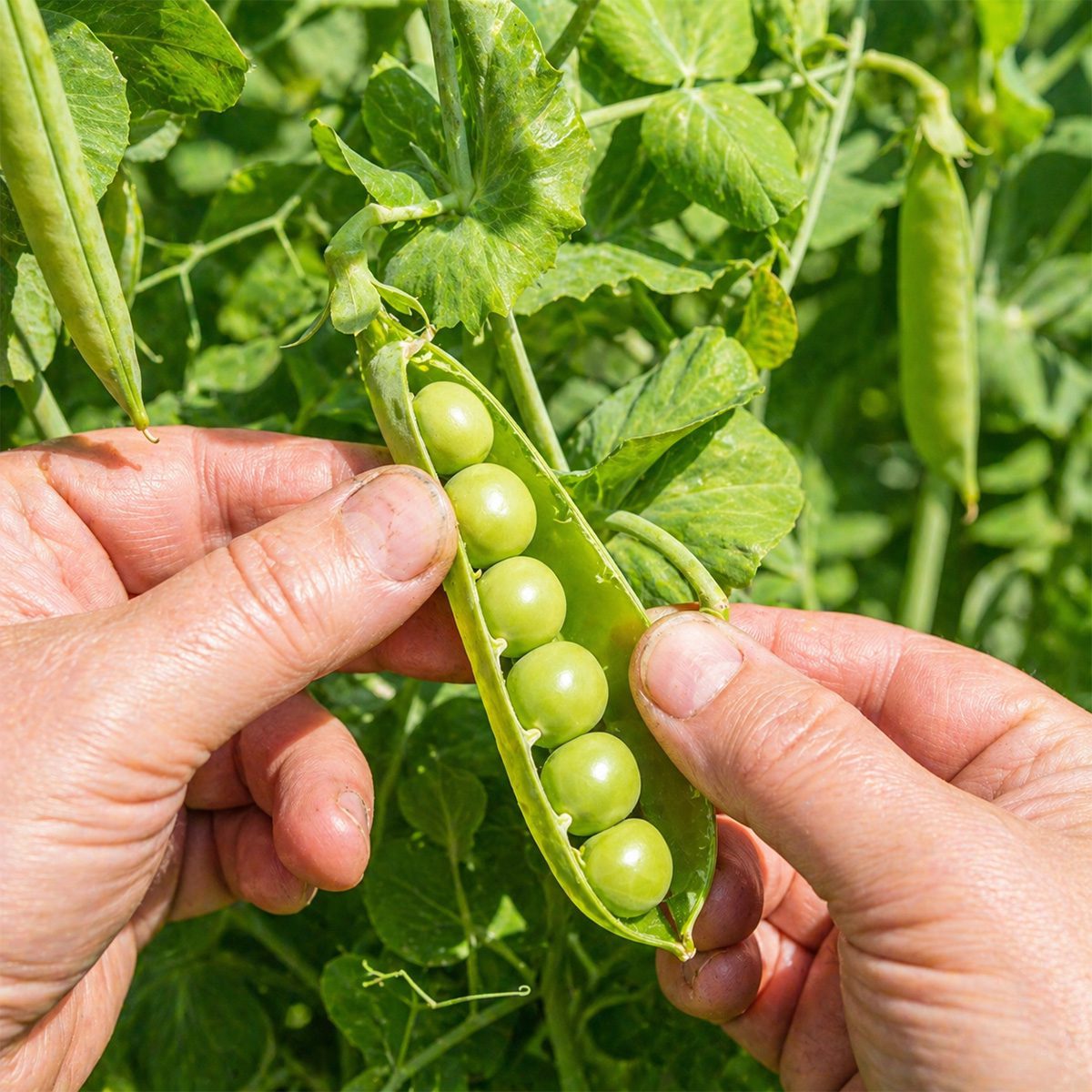 10 Giant Tall Climbing Pea Seeds UK Alderman Heirloom Main Crop Garden Vegetable 4
