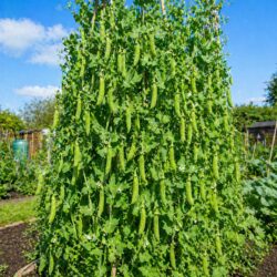 10 Giant Tall Climbing Pea Seeds UK Alderman Heirloom Main Crop Garden Vegetable 5