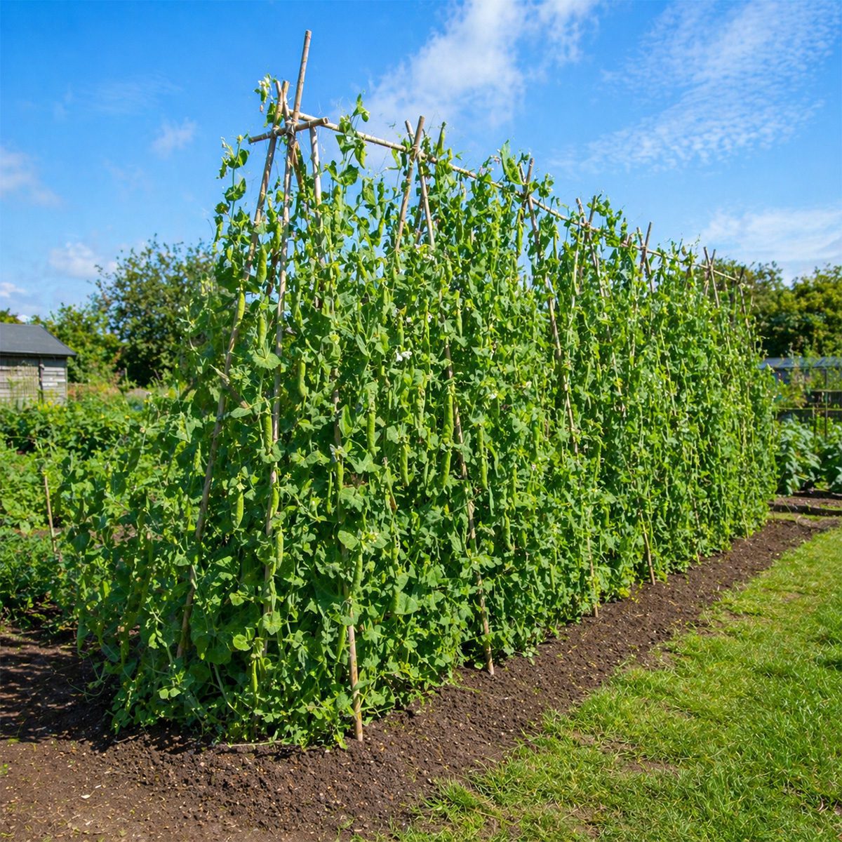 10 Giant Tall Climbing Pea Seeds UK Alderman Heirloom Main Crop Garden Vegetable 6