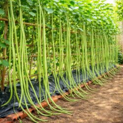 10 Giant Yard Long Climbing French Bean Seeds Heirloom Vegetable to Grow XL Pod 2