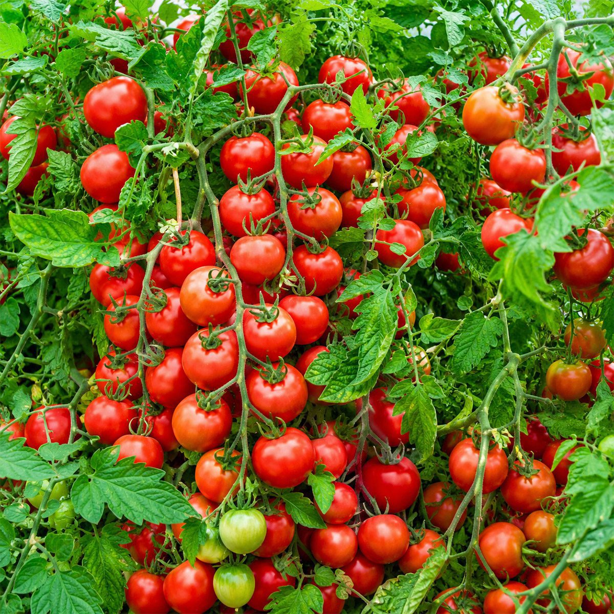 10 Tall UK Money Maker Tomato Seeds Blight Resistant High Yield Outdoor Heirloom 4