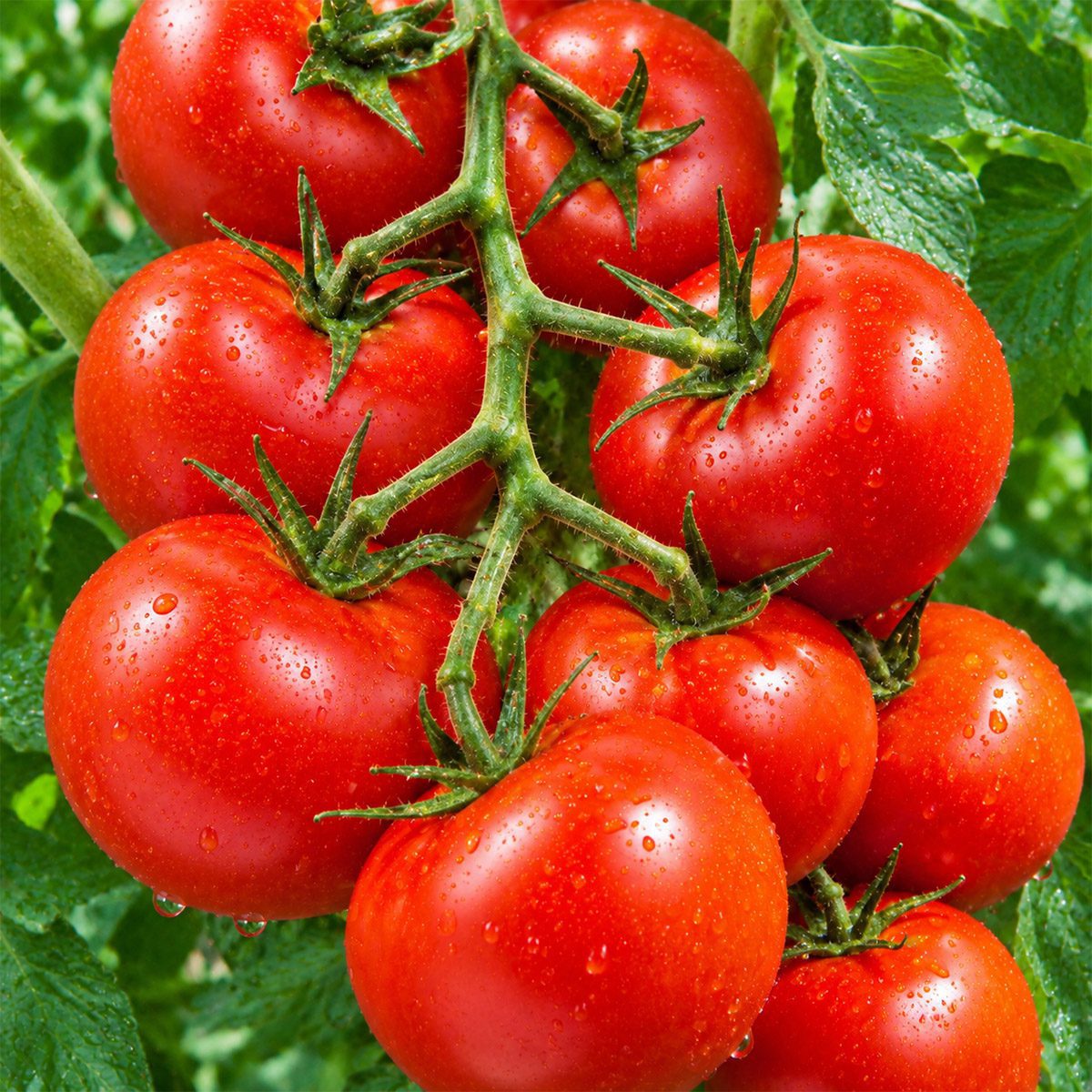10 Tall UK Money Maker Tomato Seeds Blight Resistant High Yield Outdoor Heirloom 5