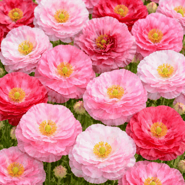 100 Giant Pastel Pink Frilly Double Poppy Seeds for Planting Indian Shirley Mix 3
