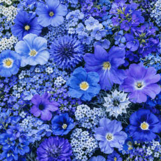 100 Pastel Blue Flower Seed Mix Annual Cottage Garden Border Meadow Wildflowers