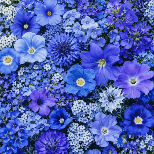 100 Pastel Blue Flower Seed Mix Annual Cottage Garden Border Meadow Wildflowers