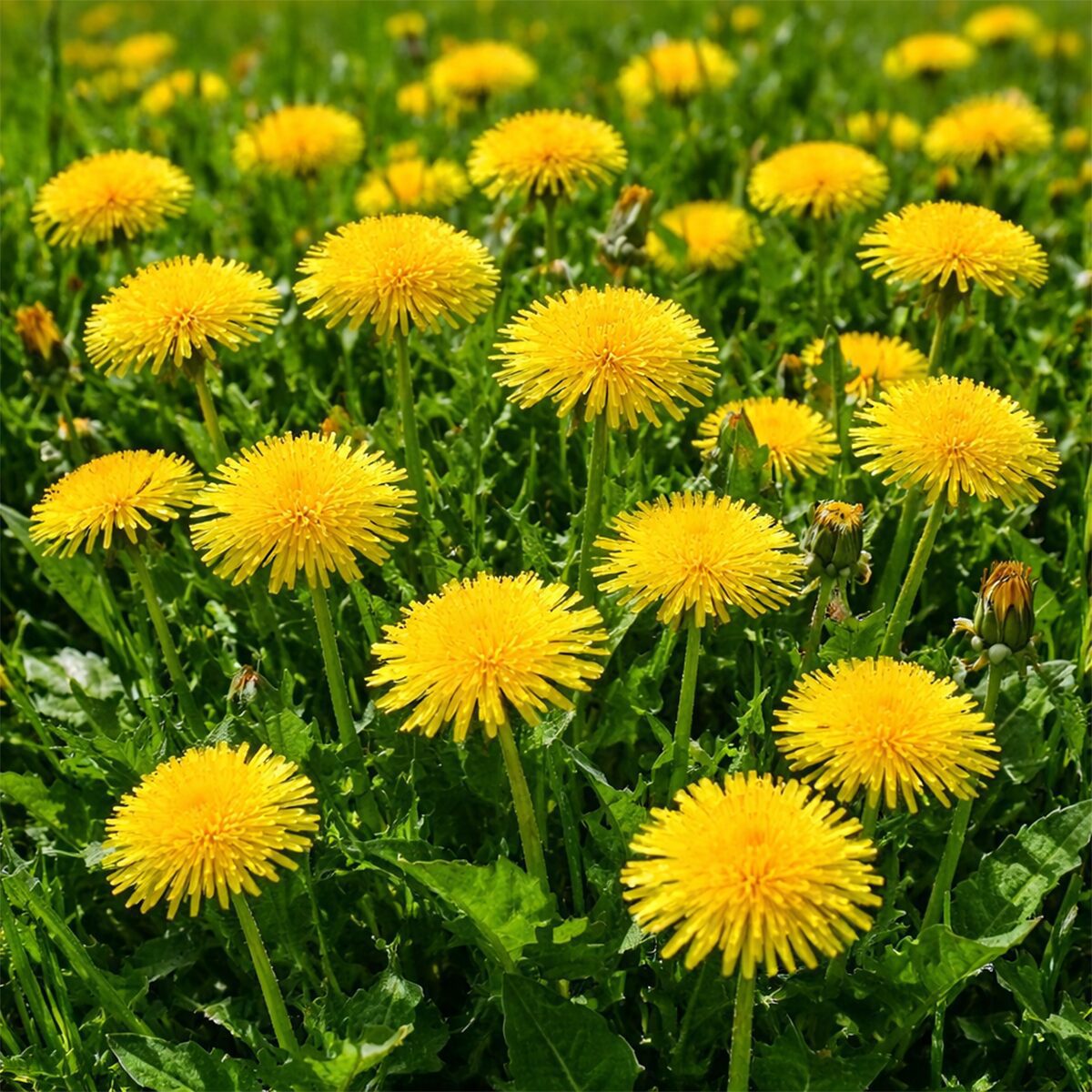 100 UK Dandelion Mix Seeds British Native Wild Flower Hardy Perennial Throw Grow 4