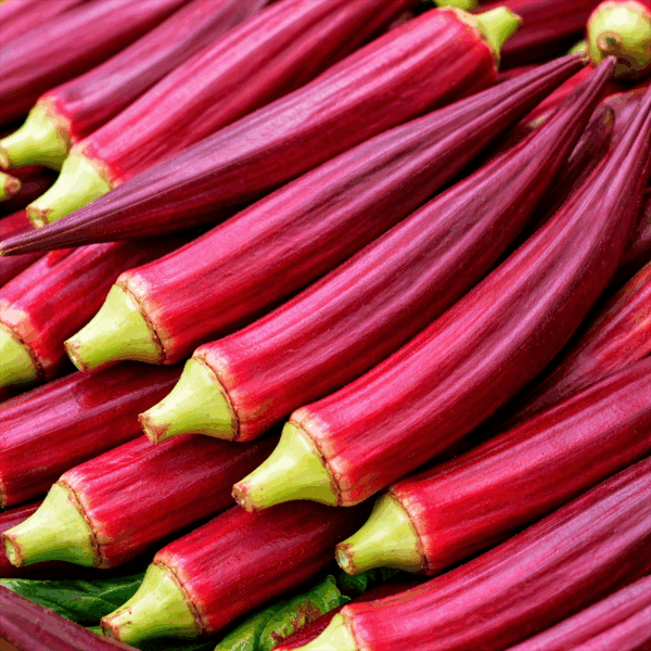 30 UK Burgundy Okra Seeds Clemson Spineless Easy Grow Your own Garden Vegetables
