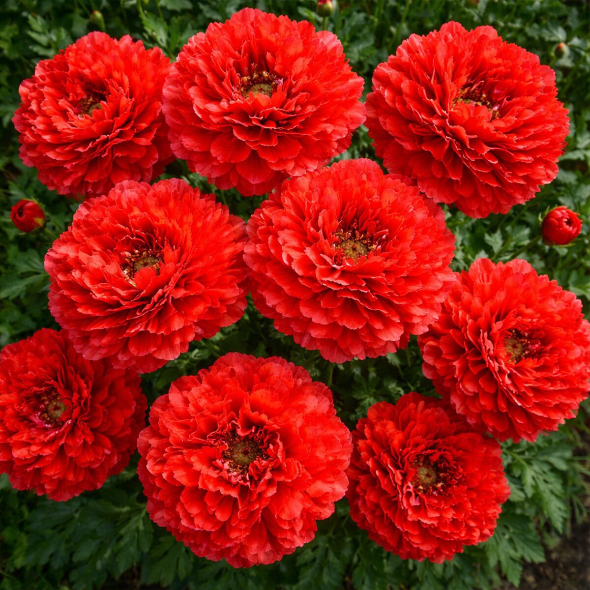 50 Giant Pom Pom Frilly Red Corn Poppy Seeds to Plant Scarlet Papaver Somniferum 2