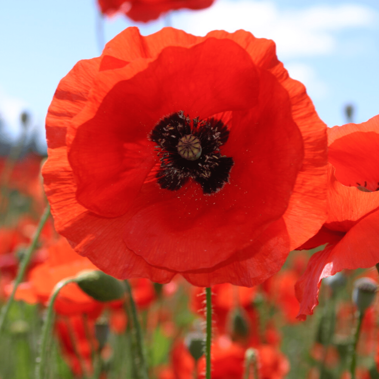 50 Giant UK Red Poppy Seeds Papaver Rhoeas Flanders Wildflower Meadow Bee Garden 2