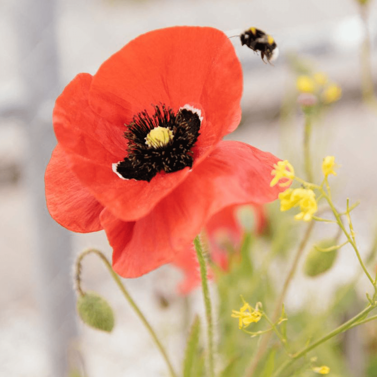 50 Giant UK Red Poppy Seeds Papaver Rhoeas Flanders Wildflower Meadow Bee Garden 3