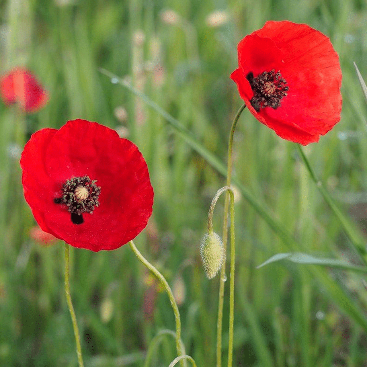 50 Giant UK Red Poppy Seeds Papaver Rhoeas Flanders Wildflower Meadow Bee Garden 4