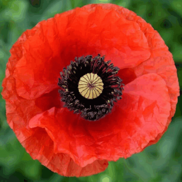 50 Giant UK Red Poppy Seeds Papaver Rhoeas Flanders Wildflower Meadow Bee Garden 4