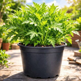 50 Green Mustard Mizuna Seeds Winter Hardy UK Garden Vegetable Salad Leaf Greens