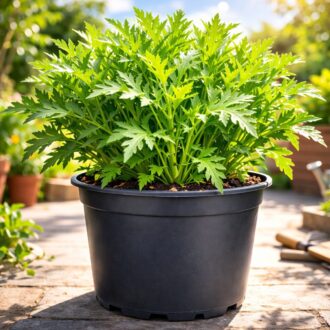 50 Green Mustard Mizuna Seeds Winter Hardy UK Garden Vegetable Salad Leaf Greens