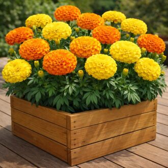 50 Mixed Colour Giant African Marigold Seeds Pom Pom Flowers Crackerjack Tagetes